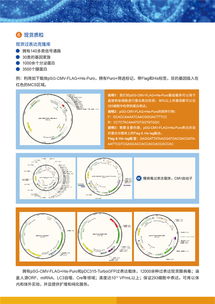 病毒包裝相關(guān)試劑盒及一站式服務(wù)，為科研保駕護航